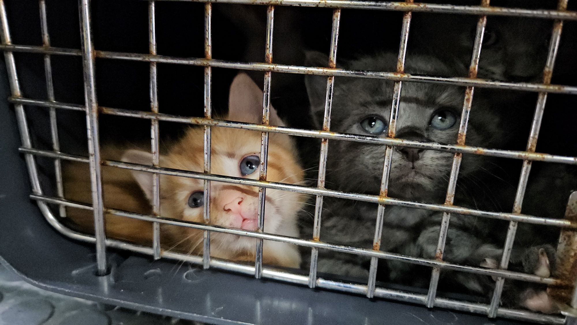 Jefferson County Rescue Kittens