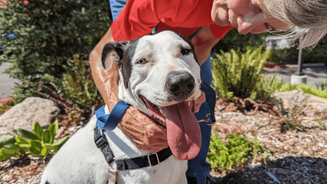 Shelter dog with volunteer